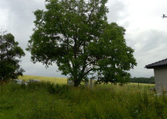 Zhodnocení stavu a ořez, příp. skácení stromu