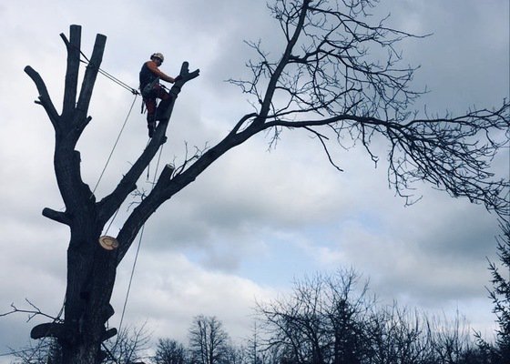 Kácení suchého ořešáku - Moštěnice