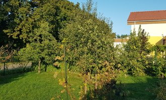 Střih ovocných  stromů,  révy, a úprava zahrady - stav před realizací