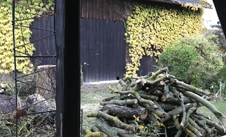 Zkácení vzrostlého ořešáku a třešně v zahrade