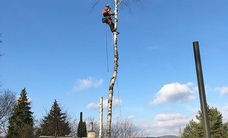 Pokácení dvou Jedlí a Břízy