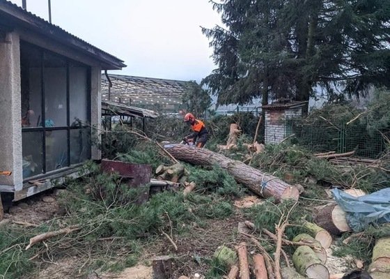 Rizikové kácení smrků a borovic