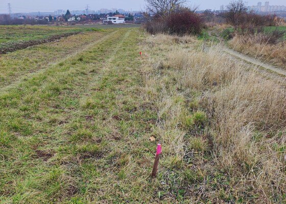 Výsadba 155 ovocných stromů na Šeberově