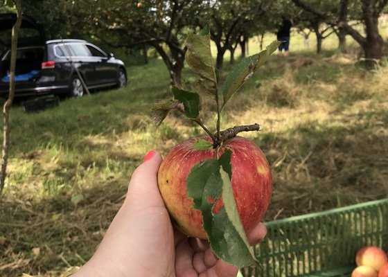 Prořezání ovocných stromů - stav před realizací