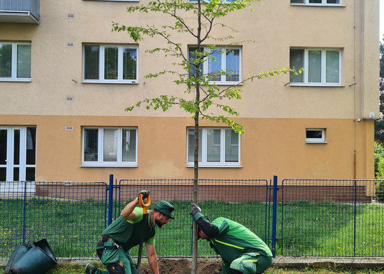 Náhradní výsadba, realizace reprezentativního prostředí