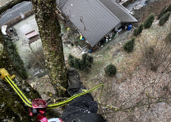 Kácení dvou akátů ve svahu nad domem