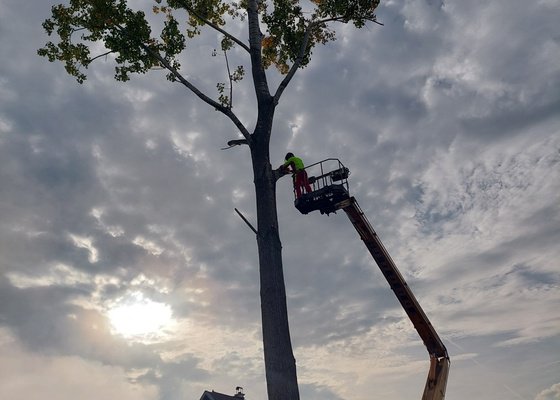 Kácení Topolů 80cm průměr