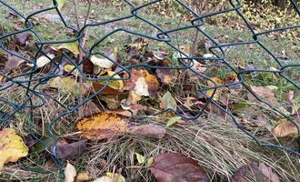 Oprava pletivového plotu - stav před realizací