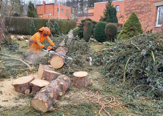 Kácení smrku stříbrného u domku a drátů