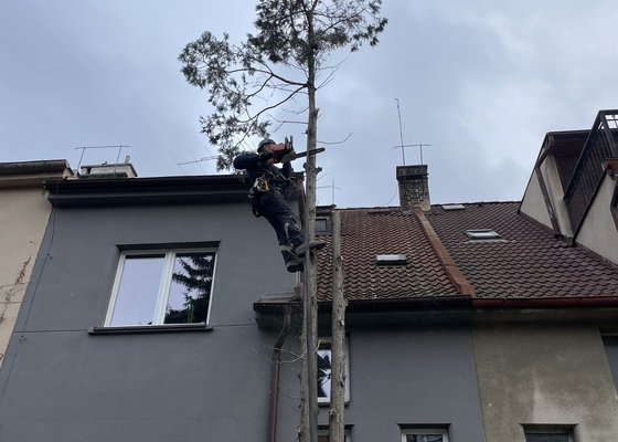 Kácení vzrostlé tůje ve vnitrobloku