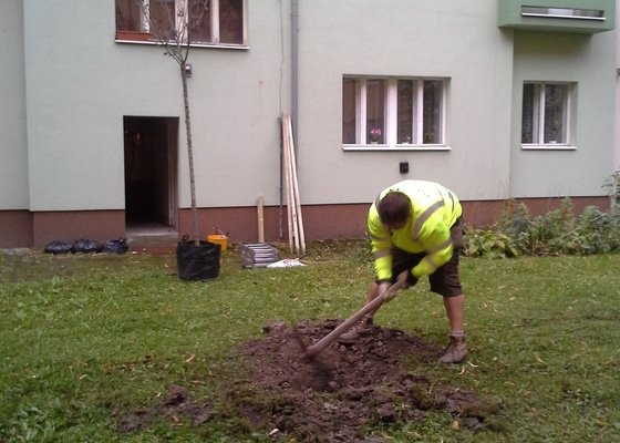 Výsadba stromu listnatého s balem