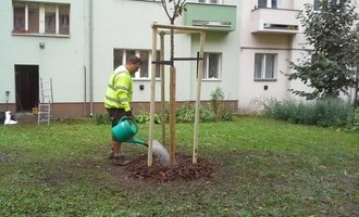 Výsadba stromu listnatého s balem