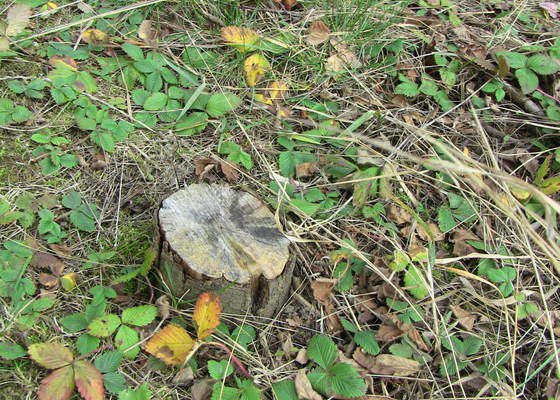 Poražení stromu, vyklučení pařezů, nařezání dřeva